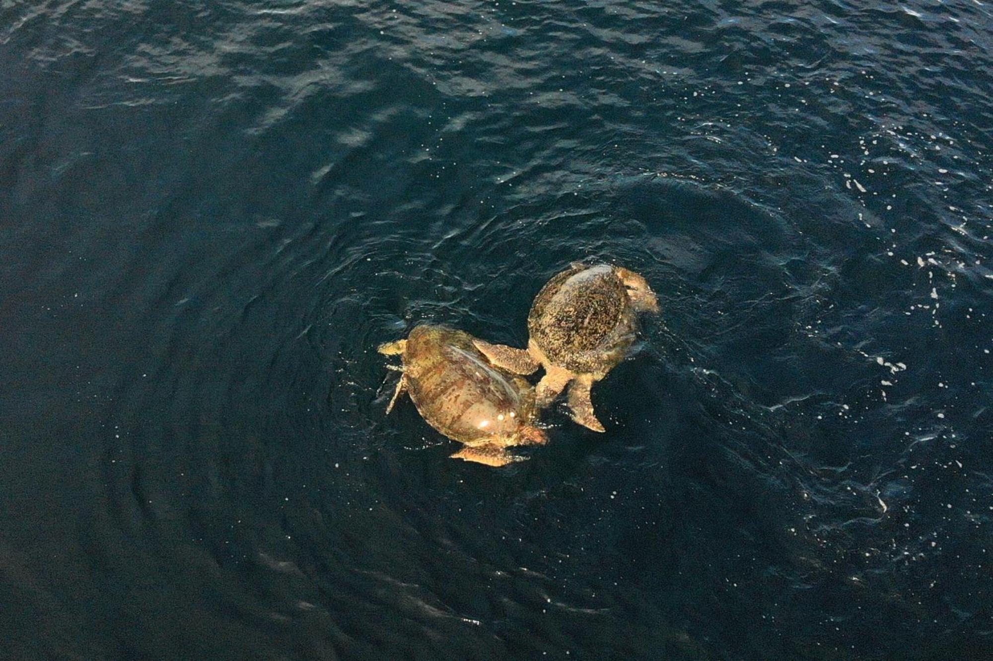 Nunukan Island Resort Maratua Island Zewnętrze zdjęcie